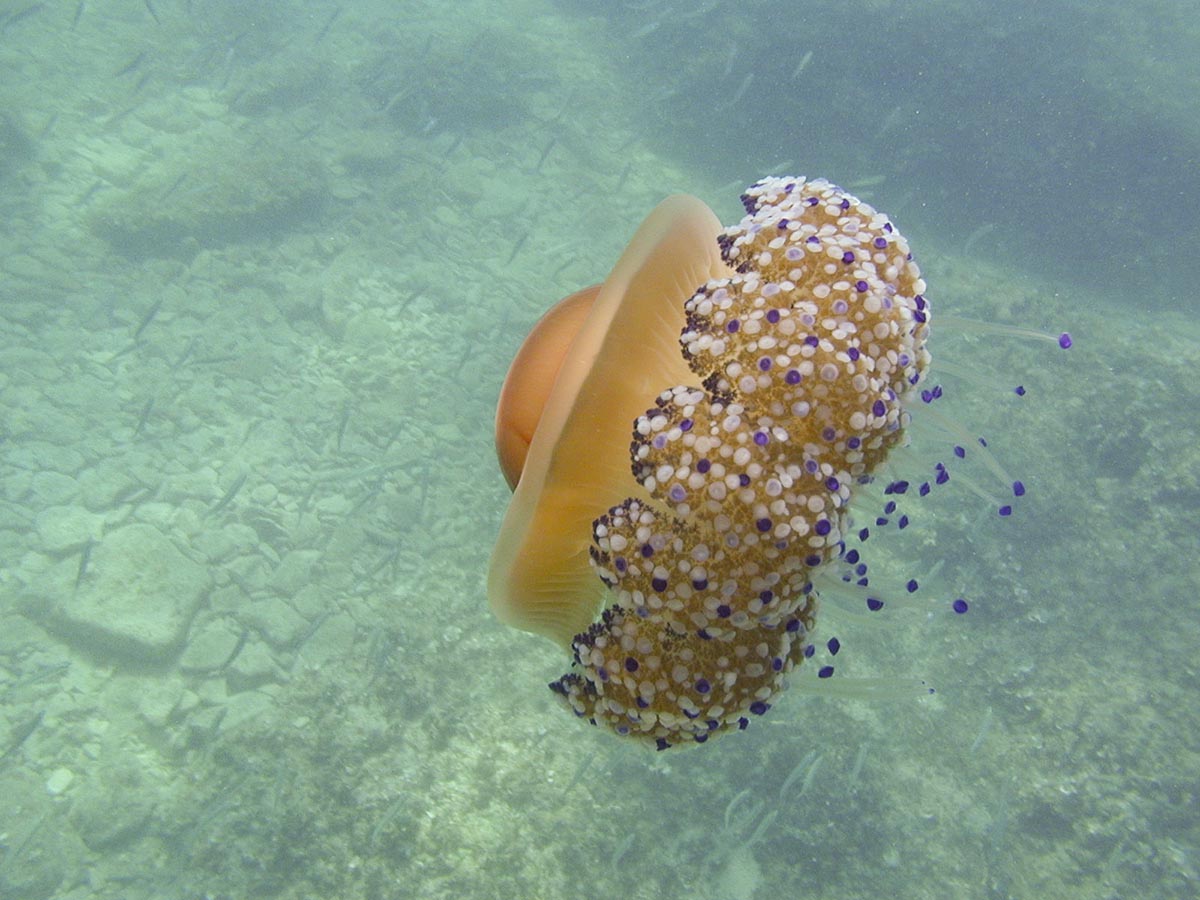 Cotylorhiza tuberculata